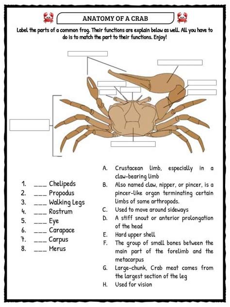 What Are Crustaceans Twinkl Crustacean Worksheet For Kindergarten - Crustacean Worksheet For Kindergarten