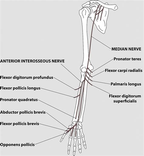 What Are Examples Of Interosseous Intervention