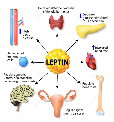 What Are Leptin Levels