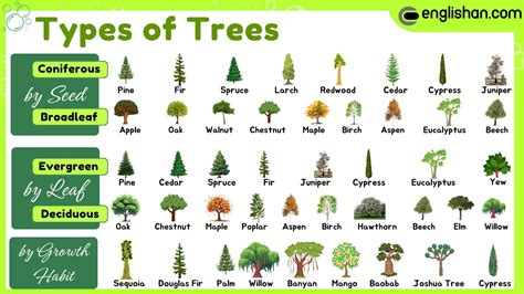 what are the 2 types of trees