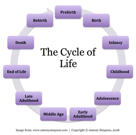 What Are The 7 Life Cycles Of A Life Cycle Of Bird - Life Cycle Of Bird