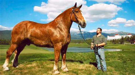 what are the biggest horses