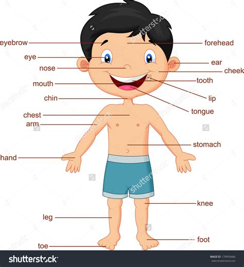 What Are The Parts Of The Human Body Label The Parts Of The Body - Label The Parts Of The Body