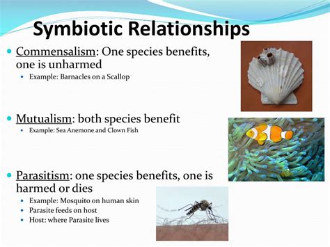 what are the three types of symbiotic relationships brainly