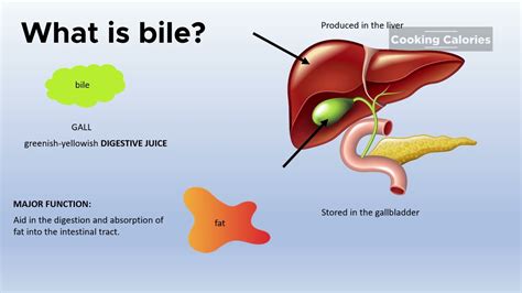 What Color Is Stomach Bile Digestive System Coloring Key - Digestive System Coloring Key