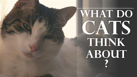 What Do Cats Think About Science May Have Cats And Science - Cats And Science