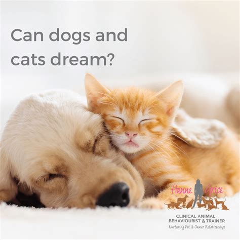 What Do Dogs And Cats Dream About Scientific Cats And Science - Cats And Science