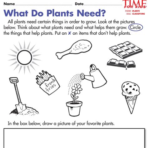 What Do Plants Need Activity Sheet Teacher Made Plant Needs Worksheet Second Grade - Plant Needs Worksheet Second Grade