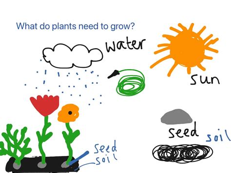 What Do Plants Need To Grow Worksheet Classroom Plant Worksheet For Kids - Plant Worksheet For Kids