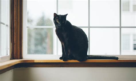 What Does A Black Cat Represent