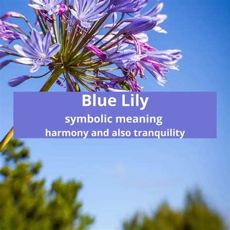 what does a blue lily mean