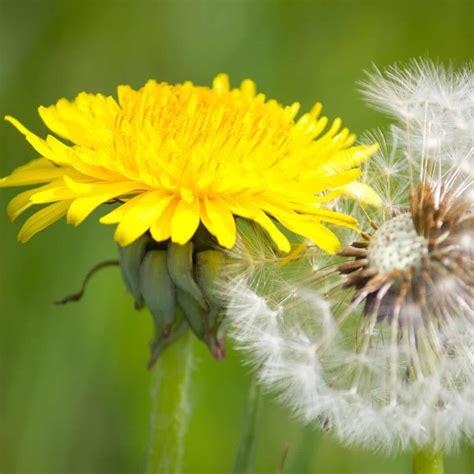 What Does A Dandelion Symbolize