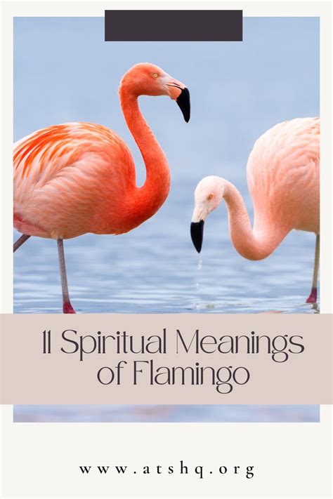 What Does A Flamingo Symbolize