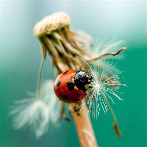 What Does A Ladybug Landing On You Mean