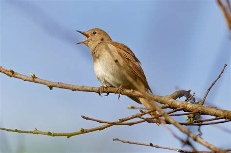 What Does A Nightingale Represent