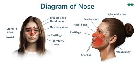 What Does A Right Nose Piercing Mean Sexually