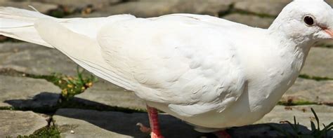 What Does A White Bird Symbolize