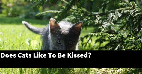 what does being kissed feel like for animals
