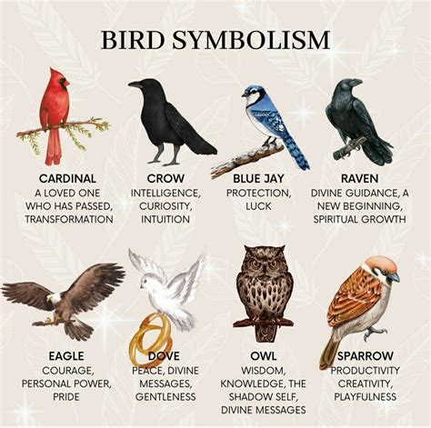 What Does Birds Represent