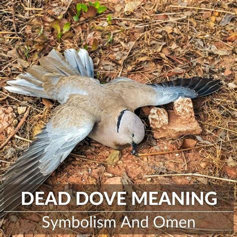 What Does Dead Dove Do Not Eat Mean