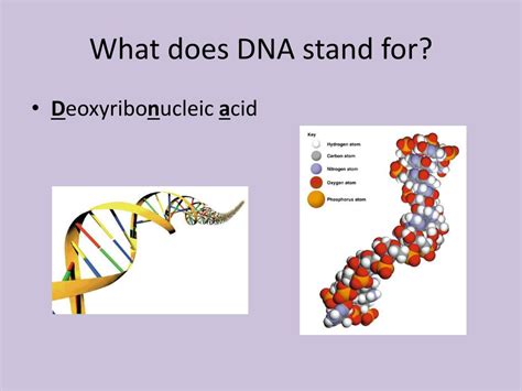 What Does Dna Stand For