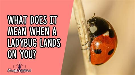 what does it mean when two ladybugs land on you