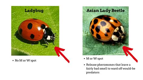 what does it mean when you keep seeing orange ladybugs