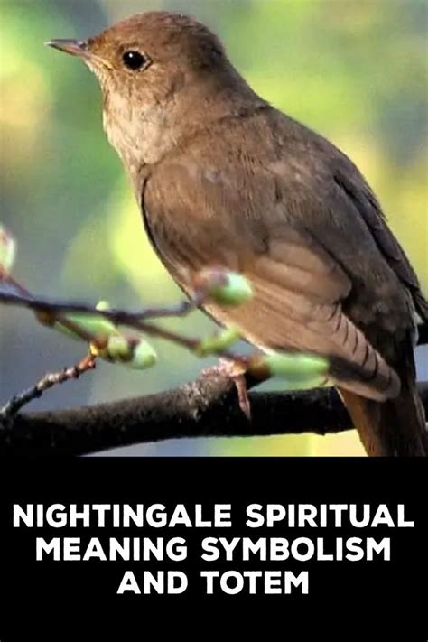 What Does Nightingale Symbolize