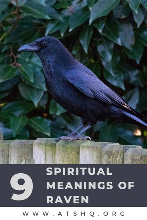 What Does Raven Mean