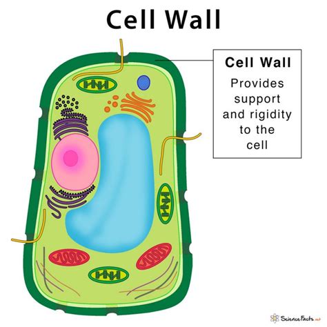 What Does The Cell Wall Do
