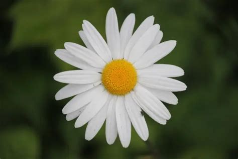 What Does The Daisy Represent