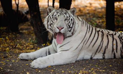 What Does The White Tiger Symbolize