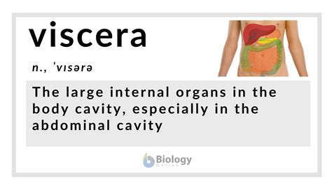 What Does Visceral Mean