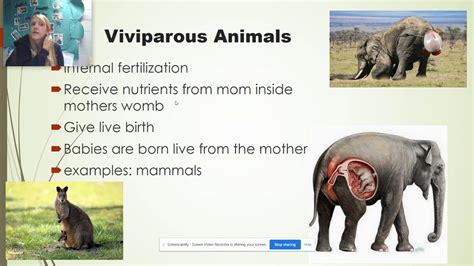 What Does Viviparous Mean