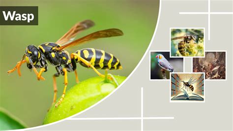 What Does Wasp Stand For