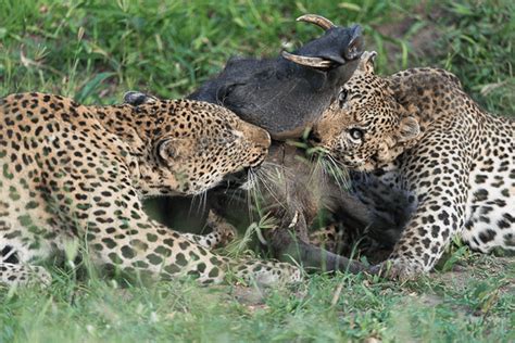 What Eats Leopards
