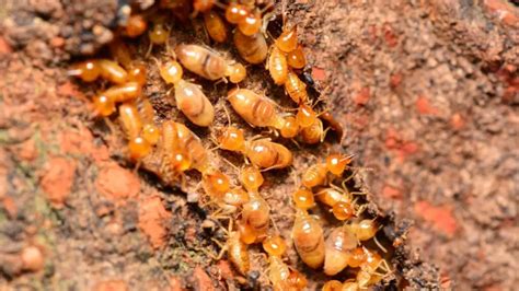 what eats termites? - Termite Survey