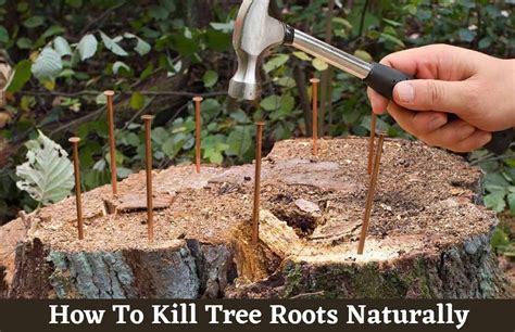 What Finally Kill The Tree