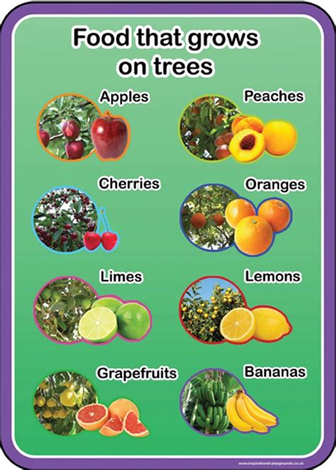 What Food Comes From Trees A Creative Curriculum Food That Grows On Trees Preschool - Food That Grows On Trees Preschool