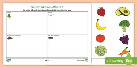 What Grows Where Worksheet Teacher Made Twinkl Food That Grows On Trees Preschool - Food That Grows On Trees Preschool