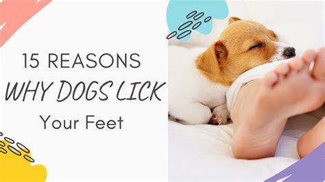 what happens when a dog licks your feet