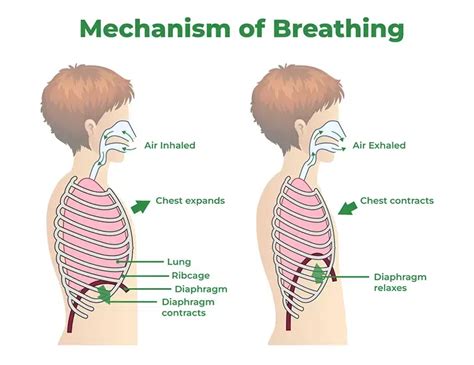 what happens when you breathe in oxygen