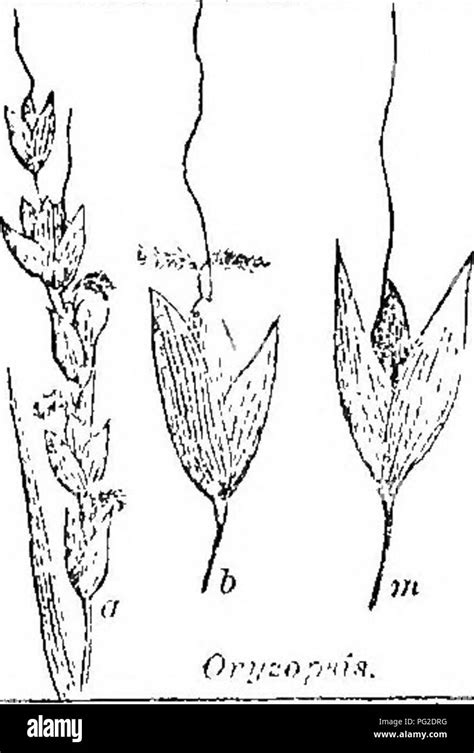 what includes flora