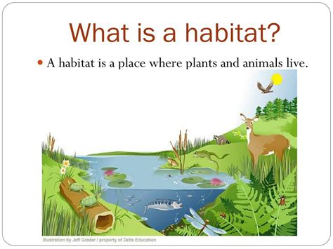 What Is A Habitat Science Video For Kids Habitat Kindergarten - Habitat Kindergarten