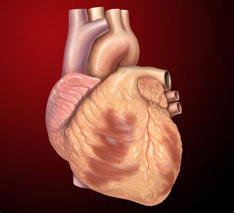 What Is A Heart Shape Answered Heart Shape Heart Shape Worksheet - Heart Shape Worksheet