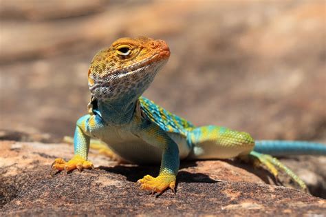 What Is A Lizard