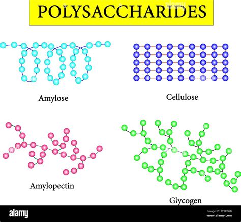 What Is A Polysaccharide