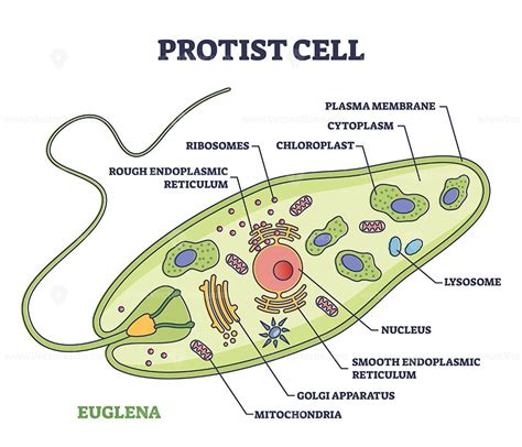 What Is A Protist