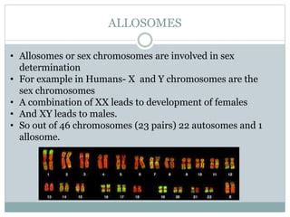 What Is Allosome