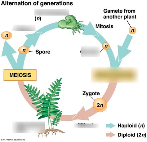 What Is Alternation Generation
